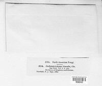 Colletotrichum lineola image